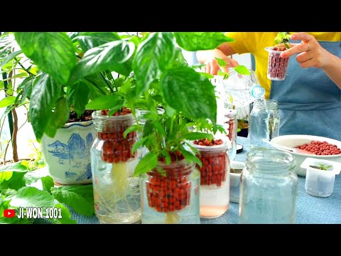 Video: Mason Jar Hydroponics: Wie man einen hydroponischen Garten in Gläsern anbaut