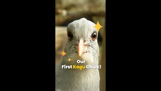 Kiara, our very first kagu chick, is now out and about at Winged Sanctuary, Bird Paradise! 🎉