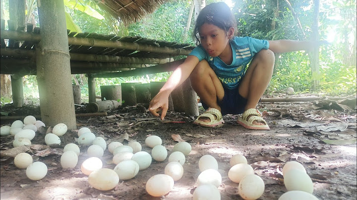WOW "it so unique a village girl found lots of Eggs in the garden.