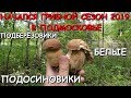 🍄ГРИБЫ ПОШЛИ В ПОДМОСКОВЬЕ 3 ИЮНЯ!!!💥БЕЛЫЕ, ПОДОСИНОВИКИ, ПОДБЕРЕЗОВИКИ...