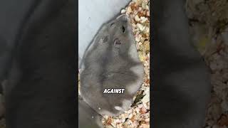 A relaxed hamster will flatten itself out like a pancake#animals #funnyanimal #funny #cute #hamster