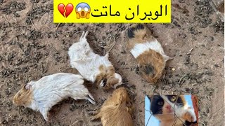 اضلمنا سويد🐈‍⬛🥹 طلع السبب….😢#وبران_ #بلدية