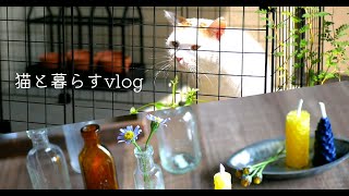 猫と暮らすvlog/ベランダ猫用サンルーム/蚤の市