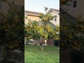 Orange tree