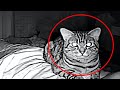 Cat Stares At Him All Night  This One Checks the Hidden Camera and Finds Out Why