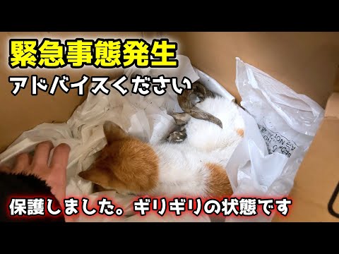 瀕死の猫を保護しました【甲斐犬一休と猫のしずく】