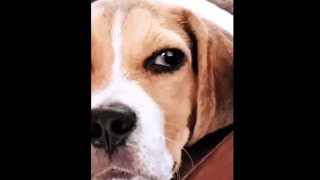 Cute Lazy Beagle Looks Grumpy When He Wants To Sleep