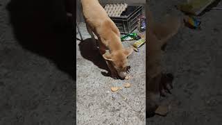 street dog ❤️‍🩹🙂#streetdogsofindia#animalrescue#animallovers#viralvideo