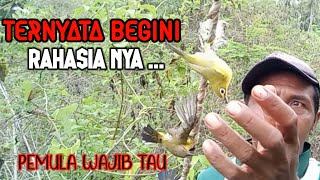 Cara Mikat Burung Pleci Yang Tau Pulut
