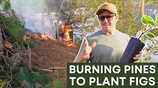 Burning Down Pine Trees for Fig Trees by Lazy Dog Farm 6,285 views 2 months ago 10 minutes, 54 seconds