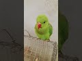 magic parrot 🦜 #birds #talkingparot #parrot #cute 🦜
