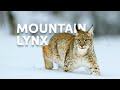 The life of the mighty lynx predator in europes forests  wildlife documentary