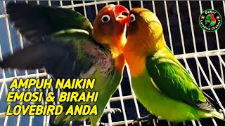 PANCINGAN LOVEBIRD NGETIK MANGGIL LAWAN LANJUT NGEKEK PANJANG