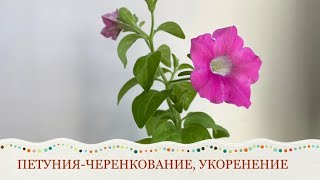 ПЕТУНИЯ РАЗМНОЖЕНИЕ, ЧЕРЕНКОВАНИЕ, УКОРЕНЕНИЕ. Проще не бывает ❗️