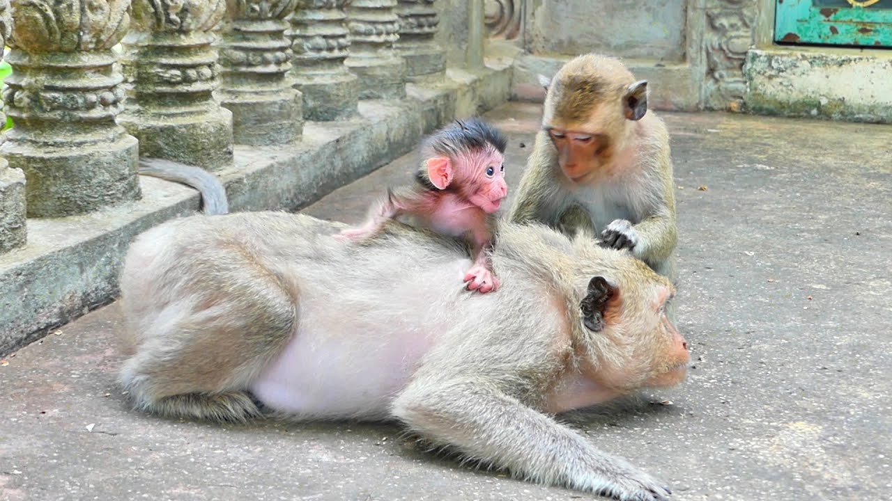 Oh..! Tiny Baby Monkey Mira Wakes Mother Up To Her The Milk
