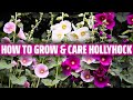 Hollyhock  how to grow and care for it