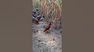 gà rừng và gà ta đúng như tổ kiếm.qaib qus qaib hmoob cob tiag tiag