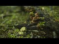 Ancient Woodland Restoration Training Video – Little Doward