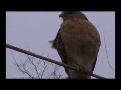 Is this a Hawk or a Falcon? What Kind of Bird is it?