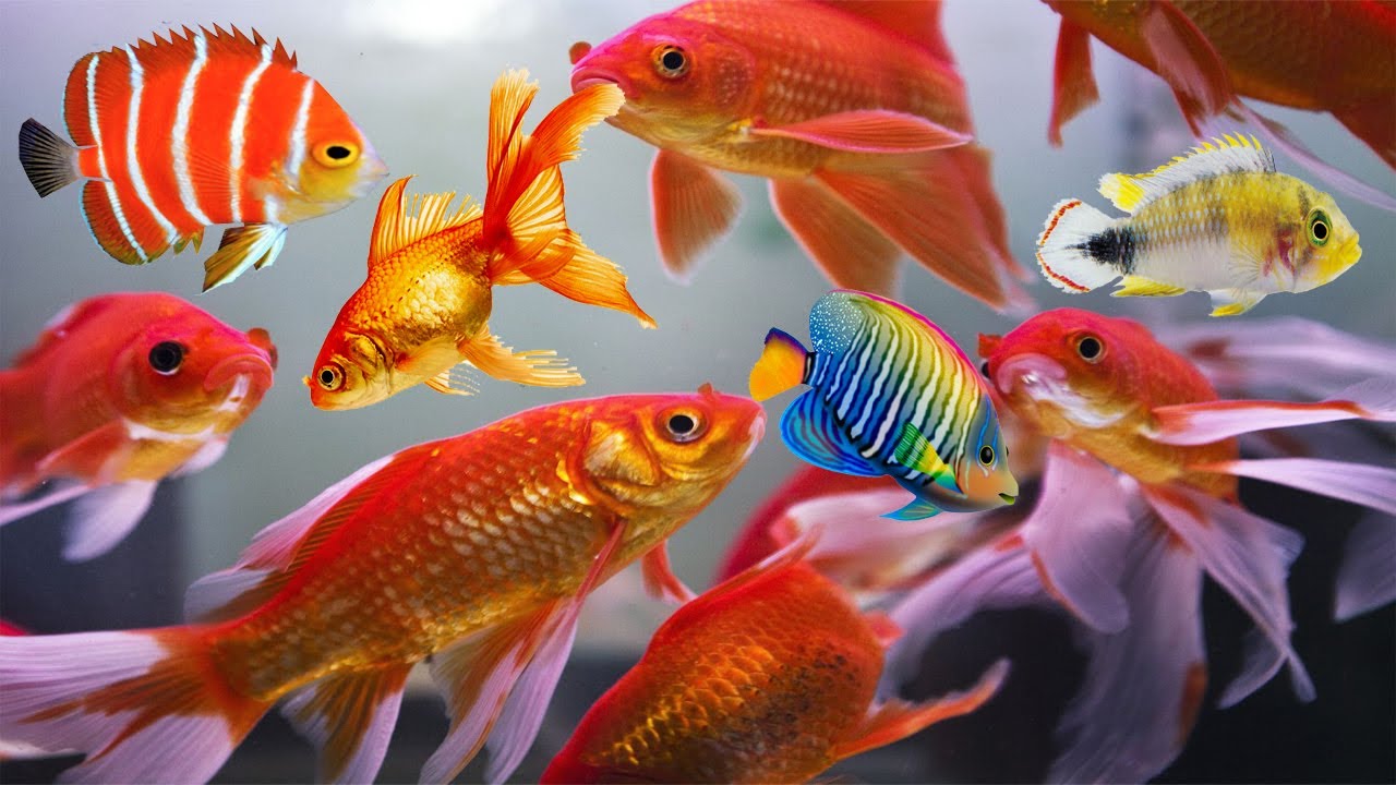 ornamental fish farm business plan