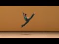 Moscow international ballet Competition 2017, Patricio Di Stabile Tallisman Variation