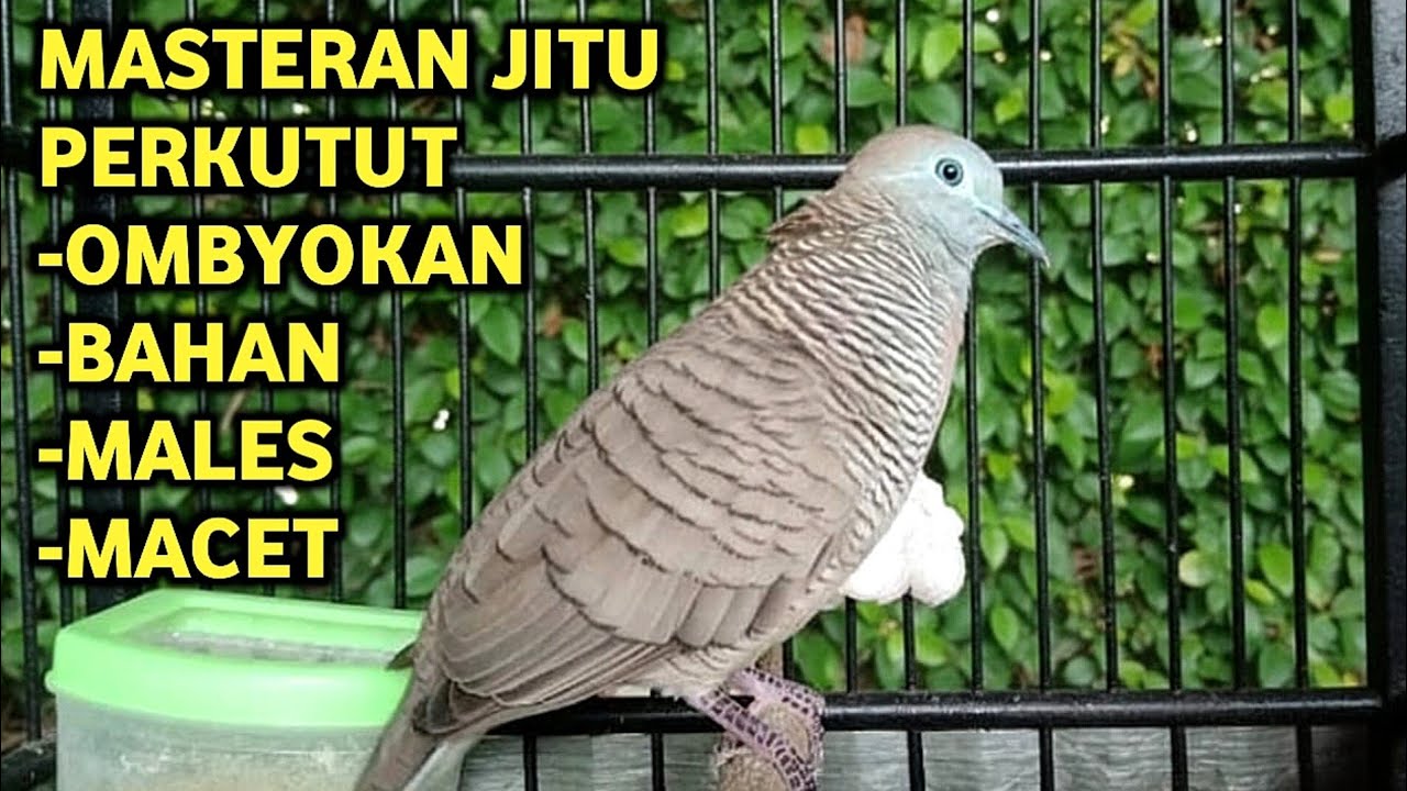 Perkutut Lokal Gacor Suara Super Kristal - Pancingan Malas Bunyi  (99%AMPUH BANGET)