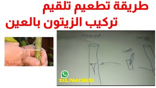 طريقة تطعيم تلقيم تركيب الزيتون بالعين Grafting trees (تجاربكم )