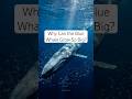 Why Can the Blue Whale Grow So Big?