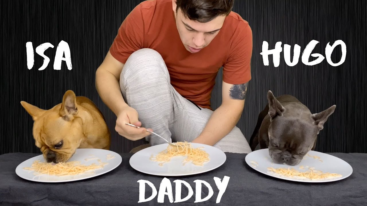 Spaghetti Competition / French Bulldogs Vs Owner YouTube