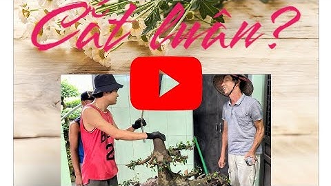 Bổ đôi cây sanh Tán tầng tạo giáng gì?