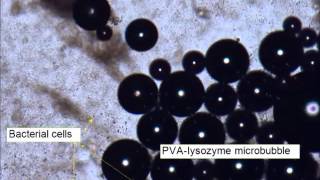 Microbubble cell interaction