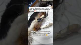 Please help and donate to help save Patricia donate now please through the link on profile #adopt