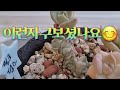 냉해 입었던라울 반은 살았어요🤗#succulent #다육이 #반려식물 #초보유튜버 #초보다육