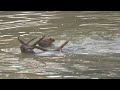 Wilddogs hunting huge sambar deer wilddogs have advantage in deep waters