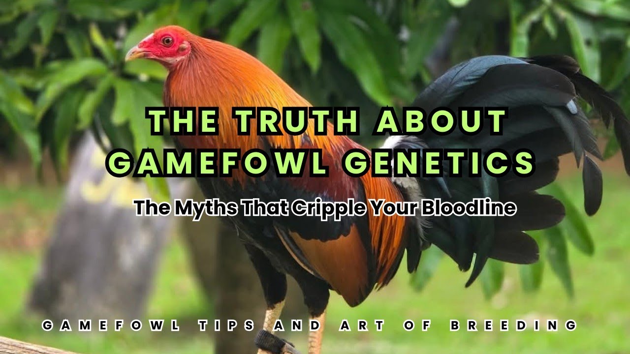 The Truth About Gamefowl Genetics: Myths That Cripple Your Bloodlines