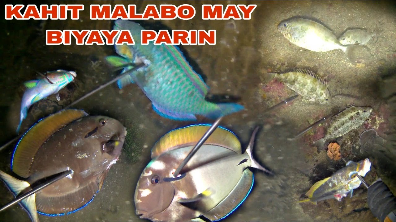 KAHIT MALABO MAY BIYAYA PARIN Night Spearfishing Philippines | kabogsay tv