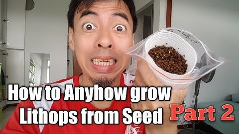 How to anyhow grow Lithops from seed part 2