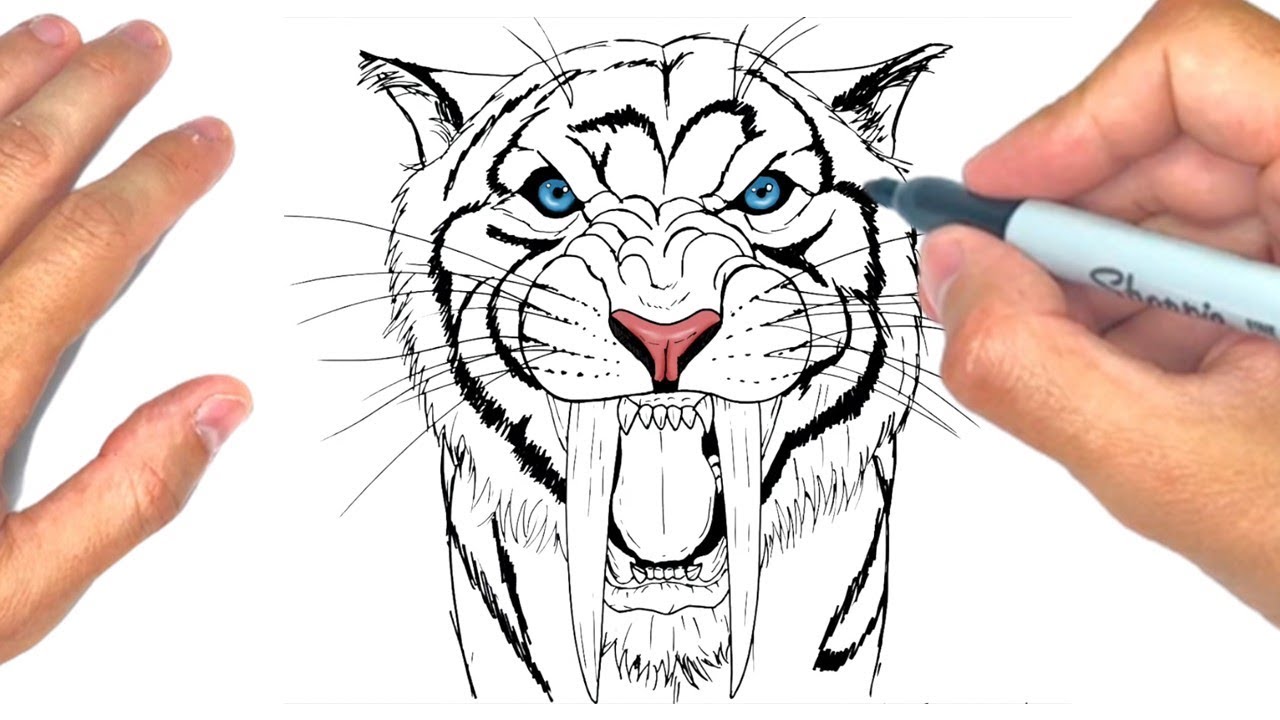 How To Draw A Sabertooth Tiger Step By Step Come Disegnare Una Tigre