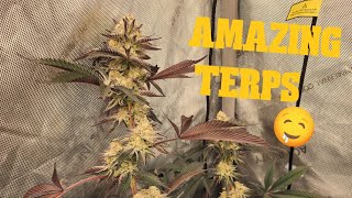 CopyCat Genetics | Snow Bunny |  Permanent Chimera |  Day 42 of Flower