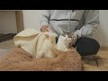 毛布にくるまる気持ちよさを知らない猫を毛布にくるんでみたら