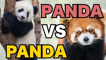 Giant Panda vs Red Panda  What’s the Real Difference?
