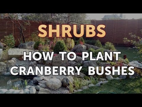 วีดีโอ: ข้อมูล American Cranberry Bush - วิธีการปลูก American Cranberry In The Garden