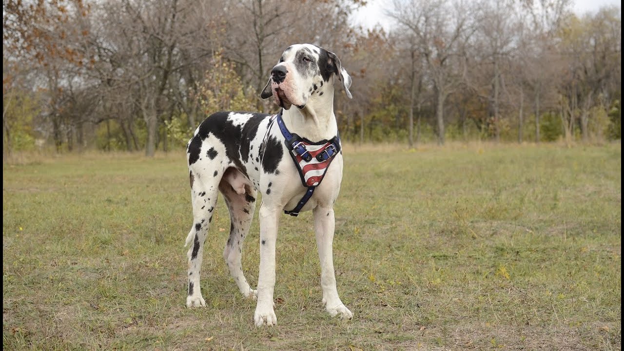 great dane mixed with dalmatian