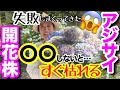 【アジサイ開花株】お迎えしたらすぐ〇〇して‼️来年以降も毎年咲かせるお手入れ🤗花後じゃ遅すぎる⚠️教科書通りだと毎年枯らしてた…だから批判覚悟で〇〇をオススメ☝️/ 母の日、ご褒美【ガーデニング】