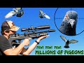 FX Wildcat MKIII Compact BT | FX Impact M3 800mm | New Farm! | Millions of Pigeons! | Pest Control