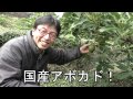 国産アボカド（ベーコン種）を探しに和歌山へ【山口果物】