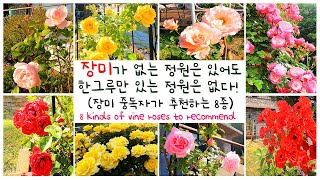 [정원 이야기 4k]직접 키워보고 추천하는 넝쿨장미 8종 추천/독일 넝쿨장미/프랑스 넝쿨장미/장미 정원을 빛내줄 넝쿨장미/a vine rose/つるバラ by 꽃을 든 강쥐 4,129 views 3 months ago 14 minutes, 17 seconds