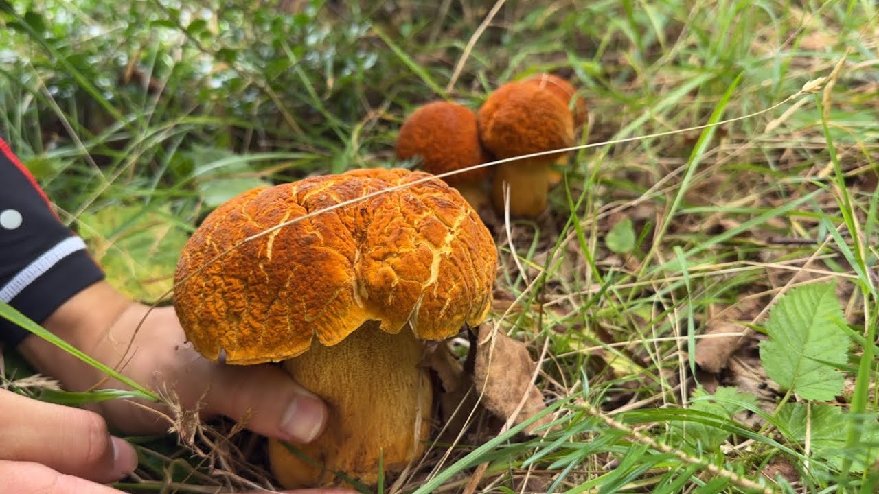 きのこ狩り　久しぶりの雨でアカヤマドリが…