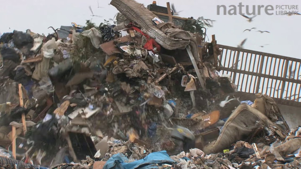 footage of chernobyl Machinery working on a landfill site with mixed flock of gulls flying overhead, Pitsea, Essex, Engla
