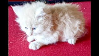Siggy Comes to Her Forever Home by Maine Coon Adventures 28 views 2 years ago 13 seconds
